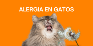 Post blog Los Alpes Alergias en gatos