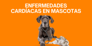 Portada Post blog Los Alpes enfermedades cardíacas en mascotas