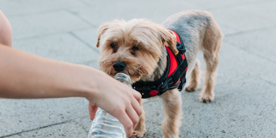 imagen post golpes de calor en perros blog veterinaria Los Alpes