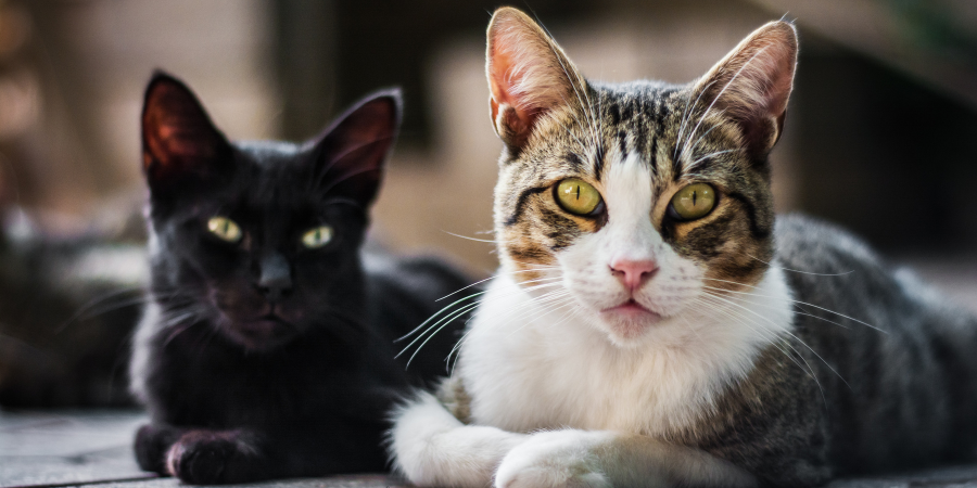 Veterinaria Los Alpes post las gatas y la menopausia