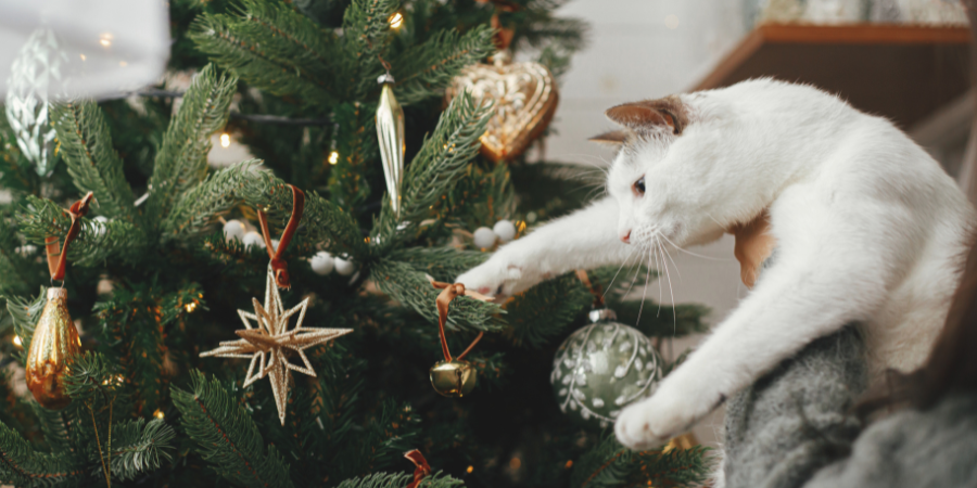 Adornos de Navidad para tu mascota imagen blog veterinaria Los Alpes