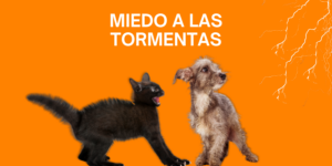 Blog veterinaria Los Alpes post miedo de las mascotas a las tormentas