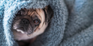 Imagen blog veterinaria Los Alpes post miedo de las mascotas a las tormentas